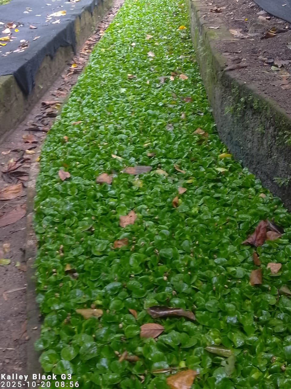 Chápola de Café