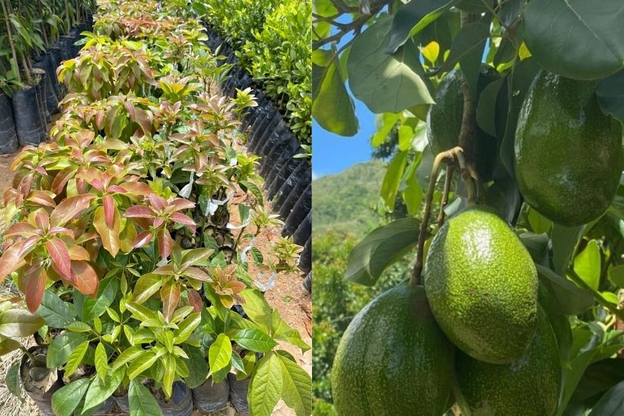 Aguacate Choquette