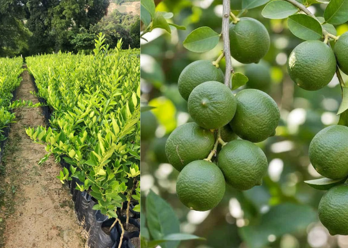 Limón Criollo