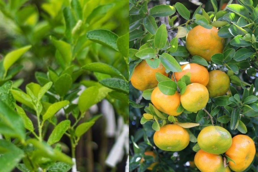 Mandarina Común