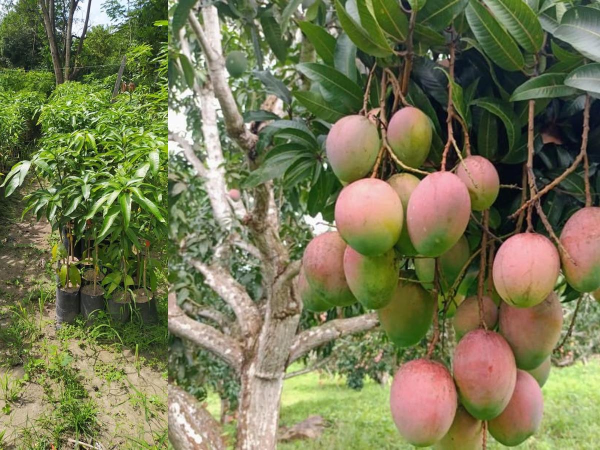 Mango Keitt