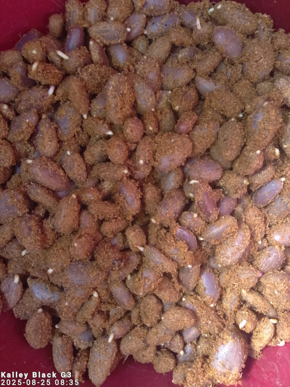Semilla de Cacao Híbrido – Patronaje